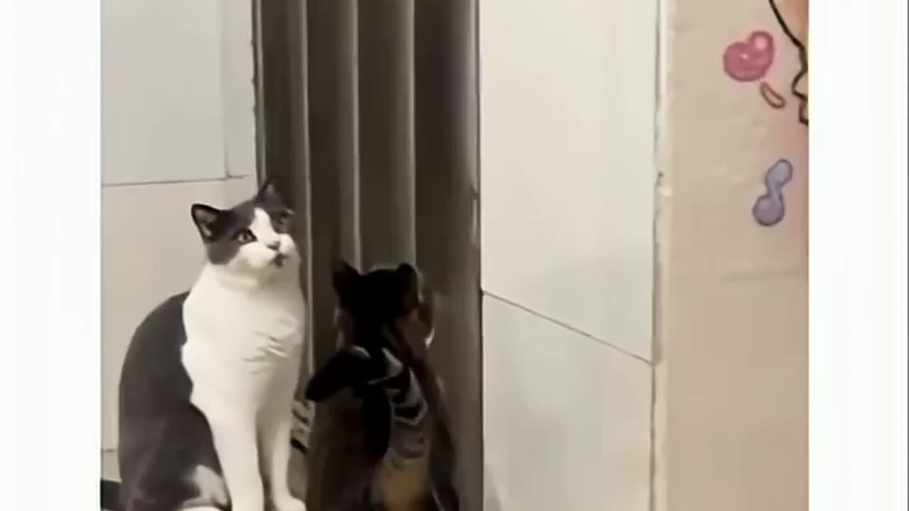 Watching 'Soft Paw' in Action Left Other Cat in Disbelief