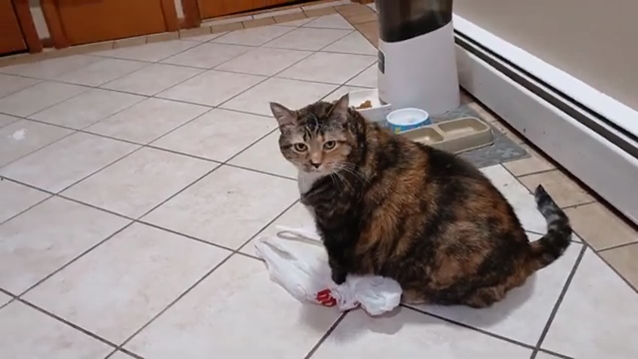 Cat vs. Plastic Bag: Adorable Frenzy You Can’t Look Away From