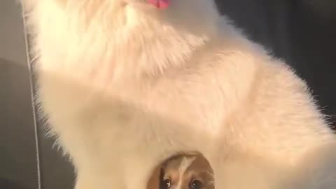 😂🐾 Just Rockin' His Fur Coat! | FunFM