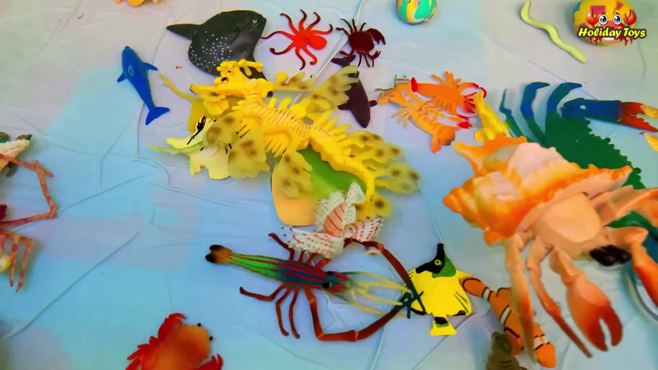 Clownfish Playing with Squid in Seaweed in the Morning