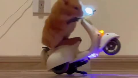 Hamster Riding!!!