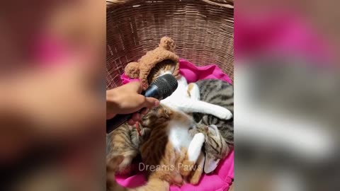 Funny Animals