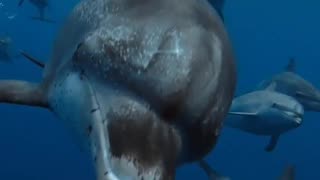 Ocean with David Attenborough | In Cinemas May 8 – A Powerful Call to Save Our Seas