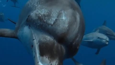 Ocean with David Attenborough | In Cinemas May 8 – A Powerful Call to Save Our Seas