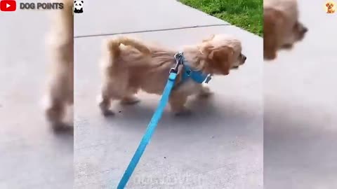 Funny Dogs And Cats Videos 😺🐶 _ Best Funny Animal Videos 2025 😂 _ Try Not To Laugh 🤣(