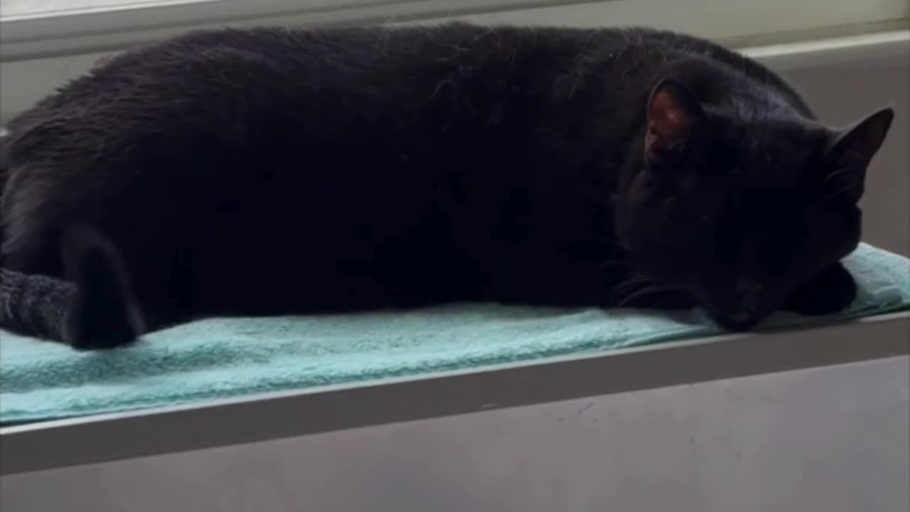Cute Precious Piper is Nice and Relaxed in Her Spa - Adopting a Cat from a Shelter Vlog #shorts