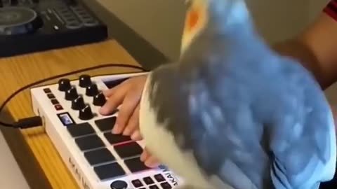Copy & paste parrot