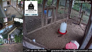 Live Chicken and Geese Cams | 24/7 Streaming Jazz Music