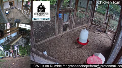 Live Chicken and Geese Cams | 24/7 Streaming Jazz Music