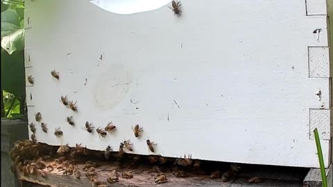 Bees at Noontime