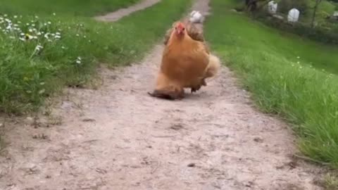 Dancing Hen