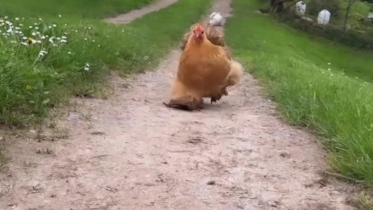 Dancing Hen