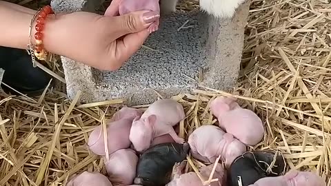 cute baby & cute rabbits 🥰🐥🐈 | birth cute rabbits baby #rabbit #shorts #viral