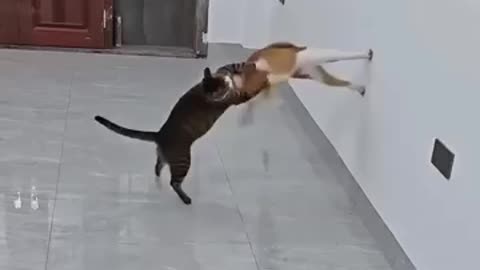 meow kong fu😀😂😐