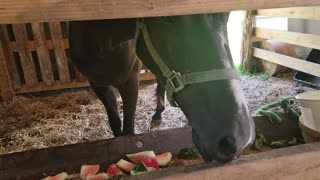 FEEDING WATERMELON TO A HORSE ON A HOT, JULY DAY!