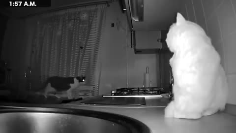 What do Cats do at night?