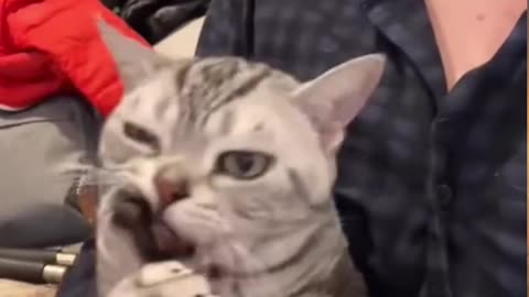 Funny Animals