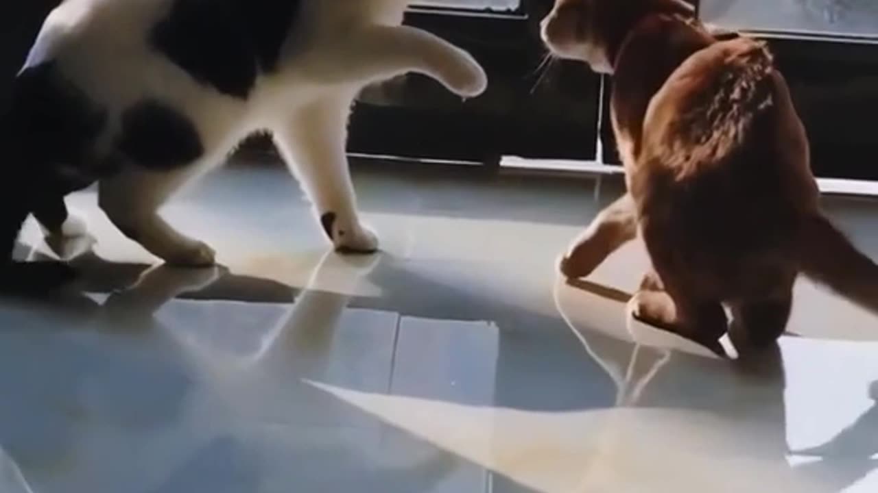 Fighting like a boss!🤣😁