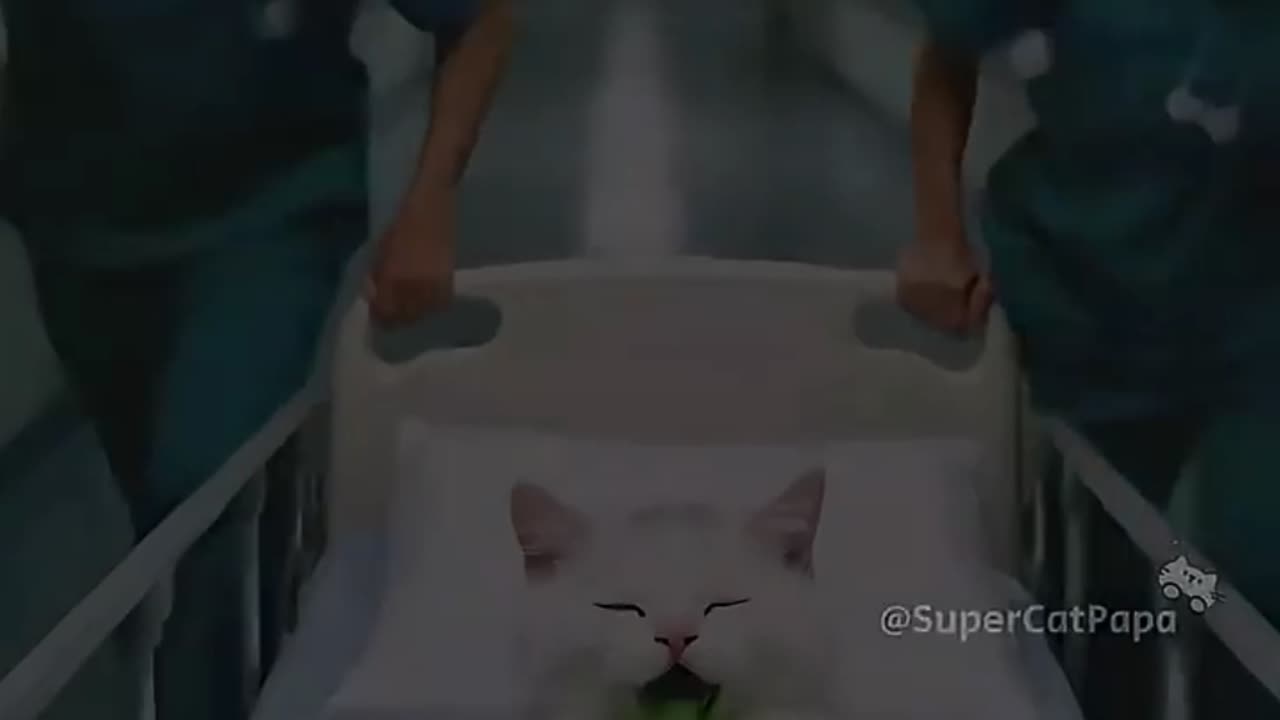 Dad Makes Fake LABUBU to Save His Dying Kitten_But Lands in Jail for It