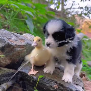 Puppy and a duckling..