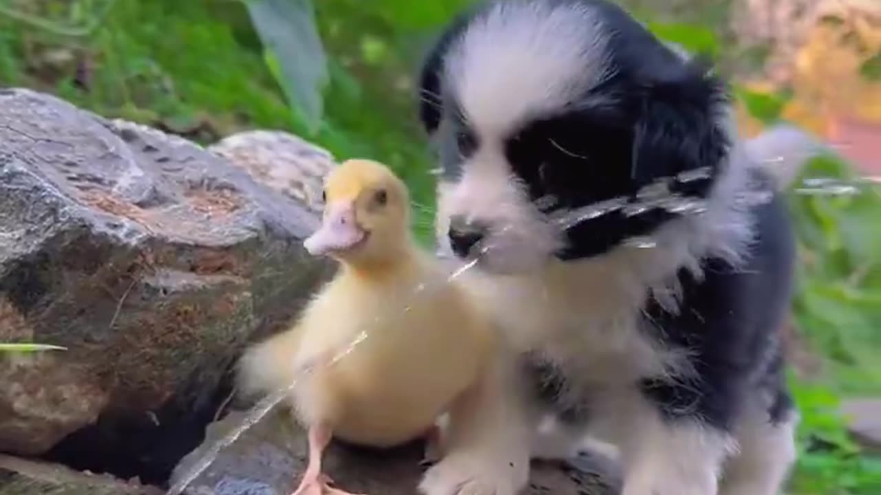 Puppy and a duckling..