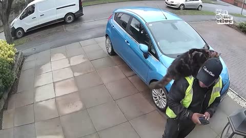Pet Package Thieves 💥 _ Best Caught on Camera Moments