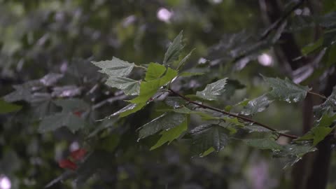 Gentle Rain on Leaves – Soothing Rain Sounds Loop for Relaxation & Sleep
