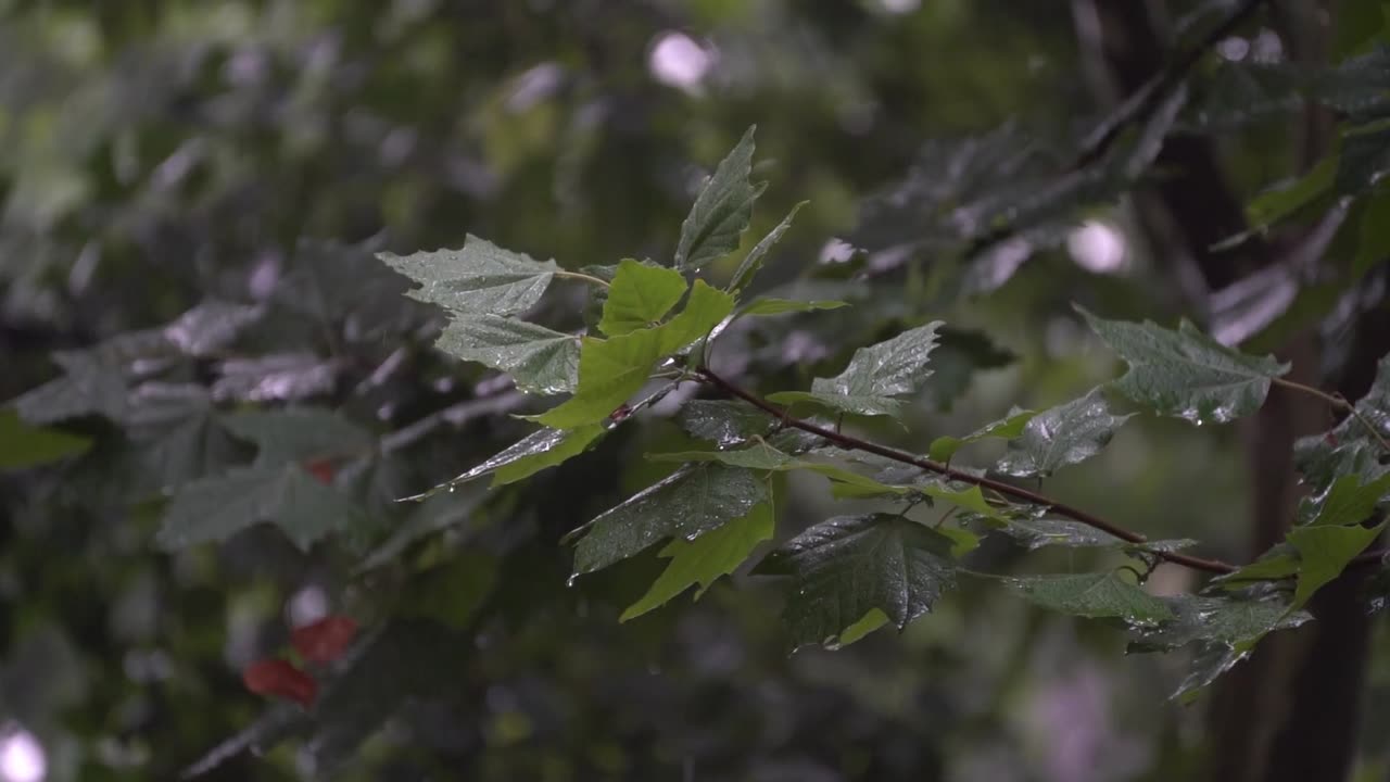 Gentle Rain on Leaves – Soothing Rain Sounds Loop for Relaxation & Sleep