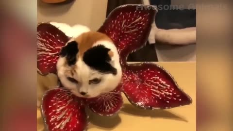 If you laugh you lose funny animals