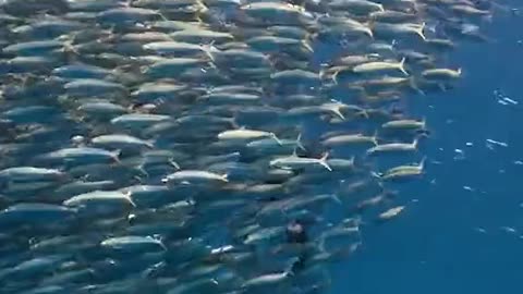 World Animal