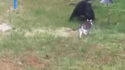 #cat and bear 😸😂