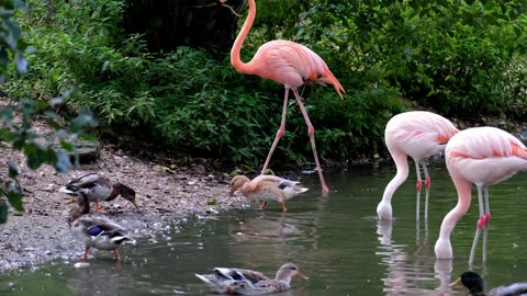 Beautiful Flamingo Bird, Flamingos scene