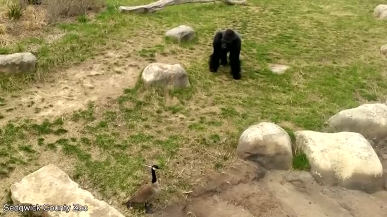 Funniest Animal Videos Ever (Part 2)