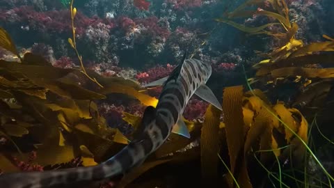 AMAZING Nature