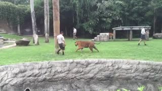 Tiger Climbing on Tree