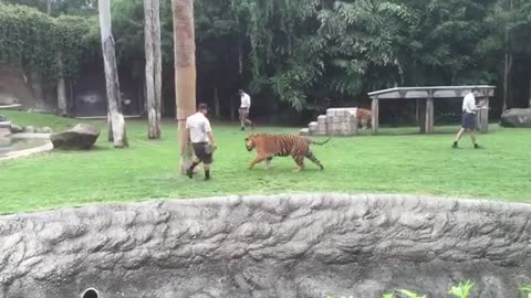 Tiger Climbing on Tree