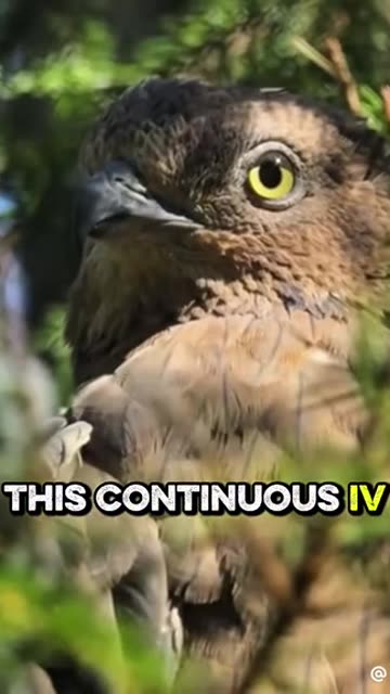 Through these hidden pathways, trees share water, nutrients, and even warnings.