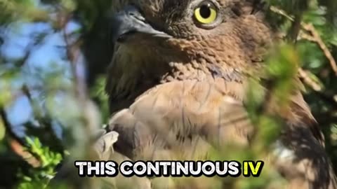 Through these hidden pathways, trees share water, nutrients, and even warnings.