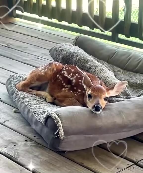 Make LOVE Great Again !