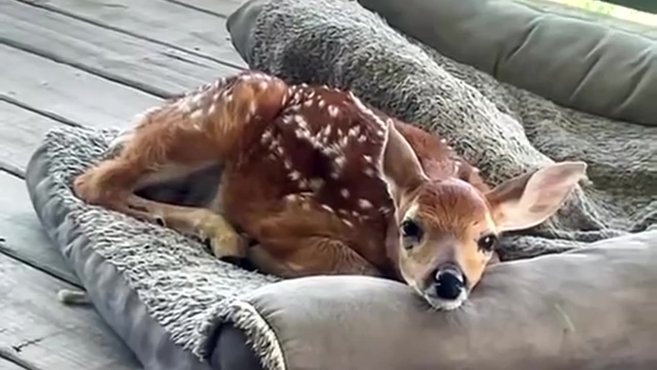 Make LOVE Great Again !