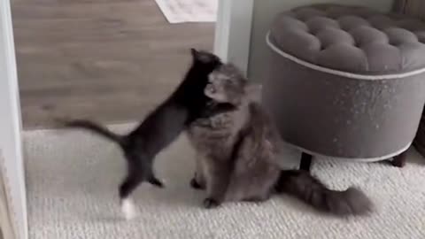 Funny Cat Video