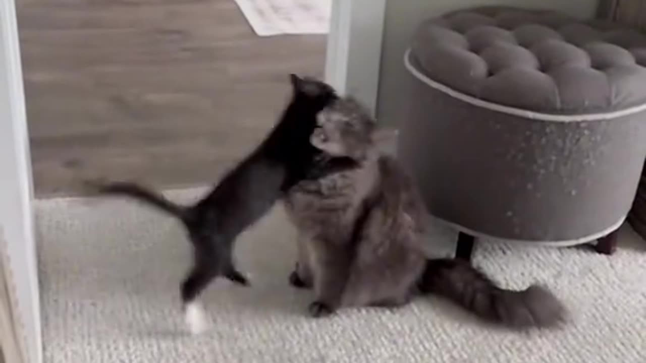 Funny Cat Video