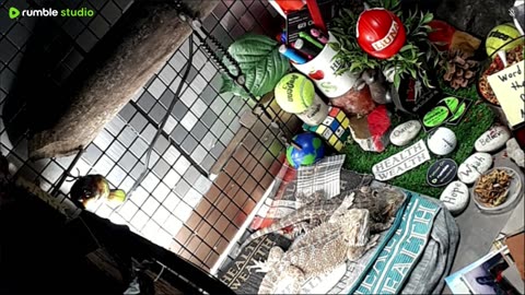 🔴LiveStream2025🔴05-11🍁🐉 Bearded🐲Dragons Day 39🔴 🍏Healthy4Life🐉 Mascots 🍎🐲 Meet Kobe & Health🐉 Day In The Life Of Bearded Dragons🐲🐉⭕Live🦎Streaming🔴