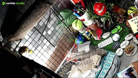 🔴LiveStream2025🔴05-11🍁🐉 Bearded🐲Dragons Day 39🔴 🍏Healthy4Life🐉 Mascots 🍎🐲 Meet Kobe & Health🐉 Day In The Life Of Bearded Dragons🐲🐉⭕Live🦎Streaming🔴