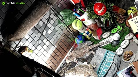 🔴LiveStream2025🔴05-11🍁🐉 Bearded🐲Dragons Day 39🔴 🍏Healthy4Life🐉 Mascots 🍎🐲 Meet Kobe & Health🐉 Day In The Life Of Bearded Dragons🐲🐉⭕Live🦎Streaming🔴