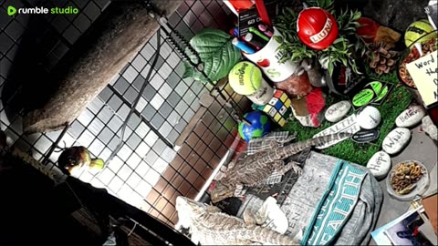 🔴LiveStream2025🔴05-11🍁🐉 Bearded🐲Dragons Day 39🔴 🍏Healthy4Life🐉 Mascots 🍎🐲 Meet Kobe & Health🐉 Day In The Life Of Bearded Dragons🐲🐉⭕Live🦎Streaming🔴