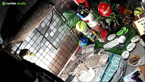🔴LiveStream2025🔴05-11🍁🐉 Bearded🐲Dragons Day 39🔴 🍏Healthy4Life🐉 Mascots 🍎🐲 Meet Kobe & Health🐉 Day In The Life Of Bearded Dragons🐲🐉⭕Live🦎Streaming🔴