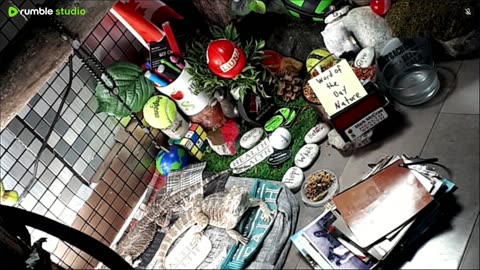 🔴LiveStream2025🔴05-11🍁🐉 Bearded🐲Dragons Day 39🔴 🍏Healthy4Life🐉 Mascots 🍎🐲 Meet Kobe & Health🐉 Day In The Life Of Bearded Dragons🐲🐉⭕Live🦎Streaming🔴