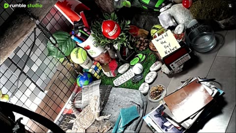🔴LiveStream2025🔴05-11🍁🐉 Bearded🐲Dragons Day 39🔴 🍏Healthy4Life🐉 Mascots 🍎🐲 Meet Kobe & Health🐉 Day In The Life Of Bearded Dragons🐲🐉⭕Live🦎Streaming🔴