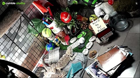 🔴LiveStream2025🔴05-11🍁🐉 Bearded🐲Dragons Day 39🔴 🍏Healthy4Life🐉 Mascots 🍎🐲 Meet Kobe & Health🐉 Day In The Life Of Bearded Dragons🐲🐉⭕Live🦎Streaming🔴